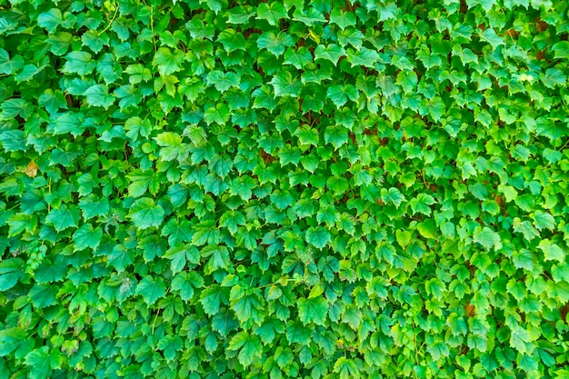 Green walls benefits