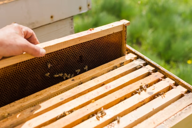 Beekeeping Laws In New York State