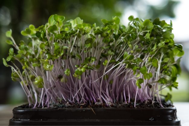 how to grow radish microgreens