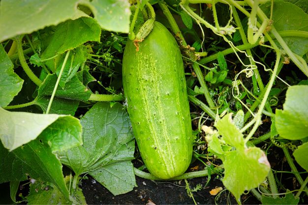 cucumber growing stages