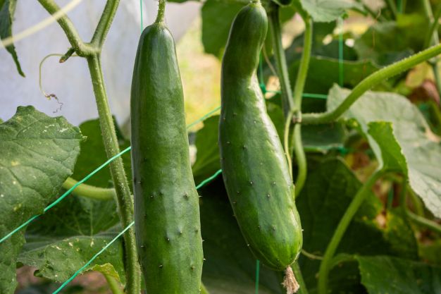 cucumber on a trellis