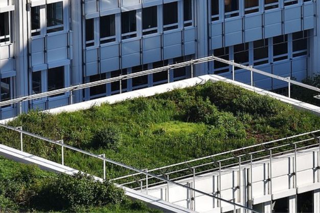 Ways to maintain your green roof