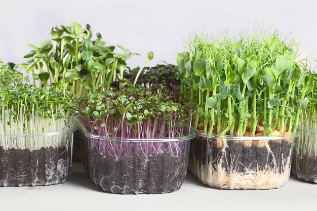 Growing microgreens at home