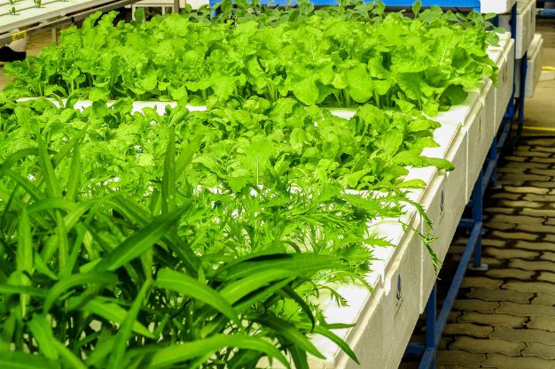 How to transfer hydroponic plants to soil