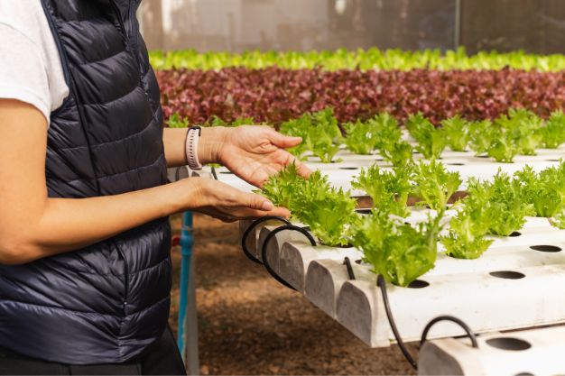 best nutrition for hydroponic plants