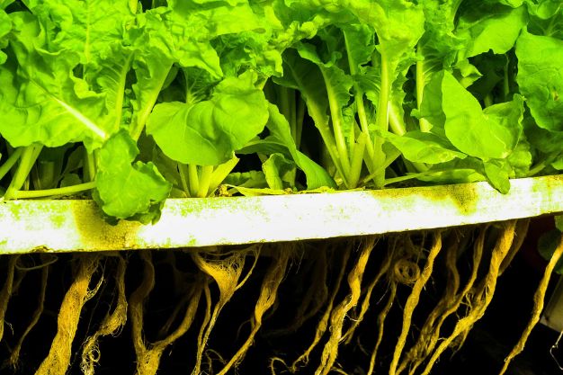 is hydroponics better than soil?