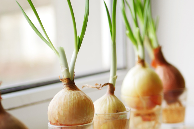 Can You Grow Onions Hydroponically