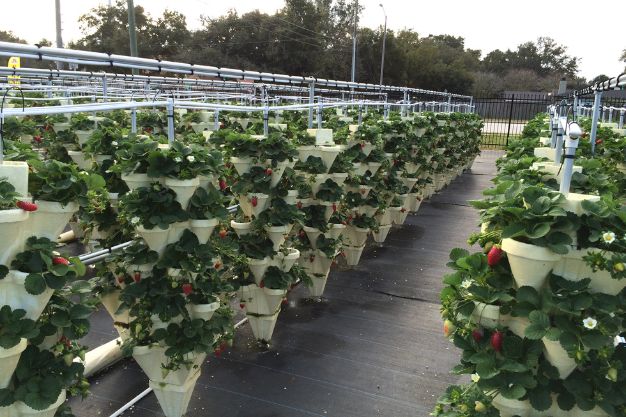 Can You Grow Strawberries Hydroponically