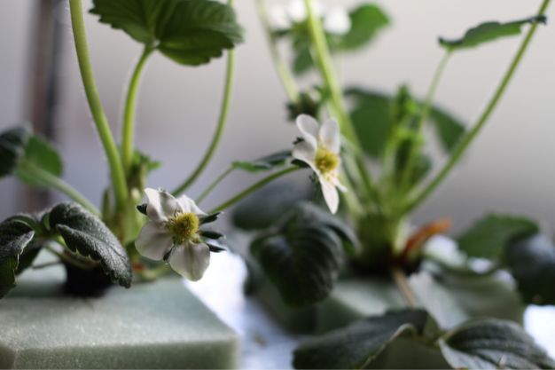 Can You Grow Strawberries Hydroponically