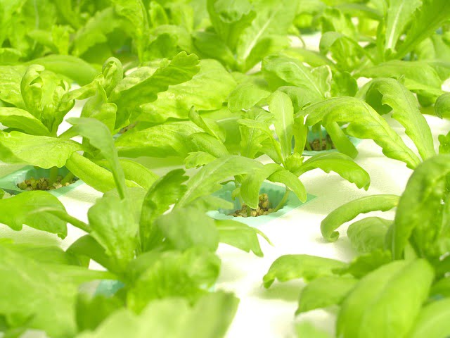 Prevent Bacterial Growth In Hydroponics
