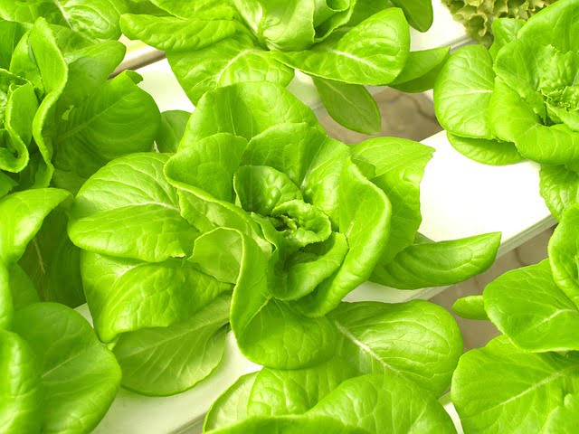 Best Plants for Hydroponics